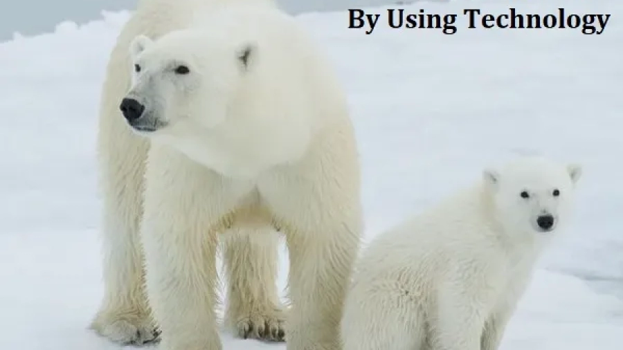 How Do Environmental Scientists Use Technology to Track Polar Bears