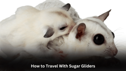How to Travel With Sugar Gliders